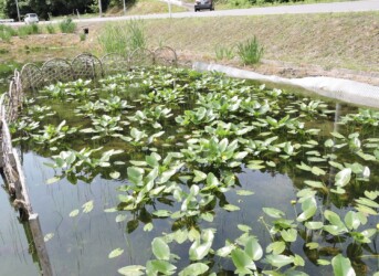 群生しているコウホネ