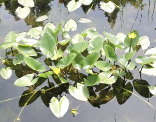 群生しているコウホネ