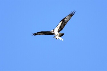 魚の頭を先頭にして飛翔する