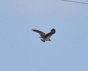 食べている途中の魚を掴んで飛翔する