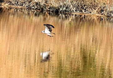 食べている途中の魚を掴んで飛翔する