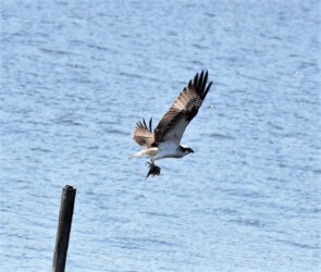 食べている途中の魚を掴んで飛翔する