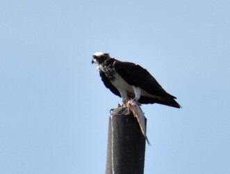 捕った魚を啄む