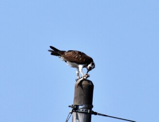 捕った魚を啄む