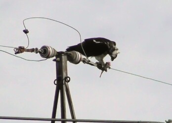 捕った魚を啄む