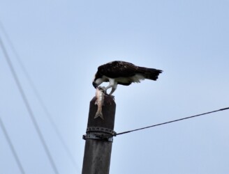 捕った魚を啄む