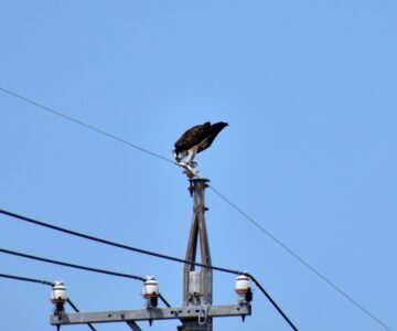 捕った魚を啄む