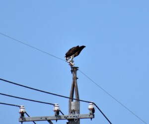 捕った魚を啄む