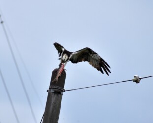 捕った魚を啄む