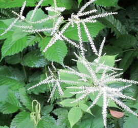 ヤマブキショウマ