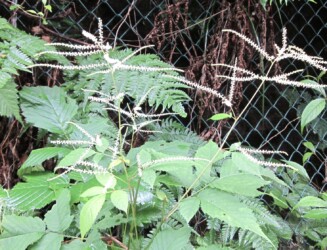 ヤマブキショウマ