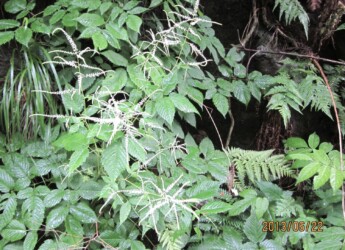 ヤマブキショウマ