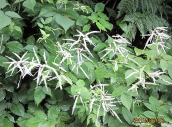 ヤマブキショウマ