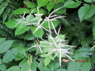 ヤマブキショウマ