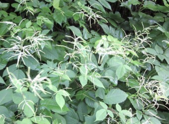 ヤマブキショウマ