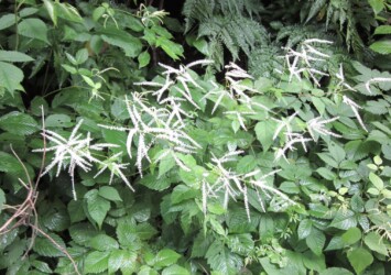 ヤマブキショウマ