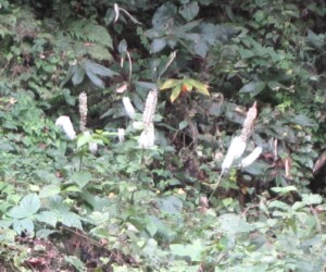 サラシナショウマ