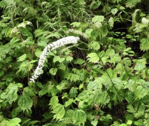 サラシナショウマ