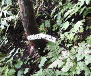 サラシナショウマ