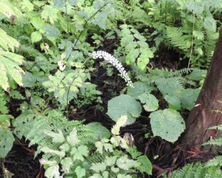 サラシナショウマ