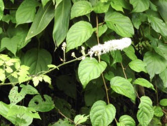 サラシナショウマ