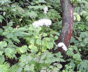 サラシナショウマ