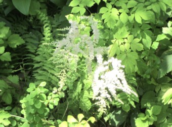 トリアシショウマ