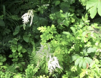 トリアシショウマ