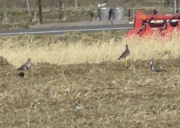 ケリとタゲリが仲良く餌探し