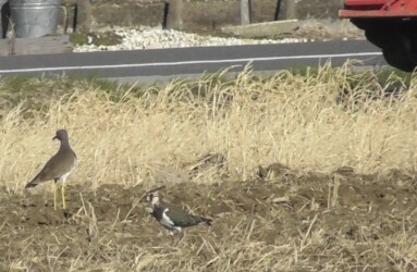 ケリとタゲリが仲良く餌探し