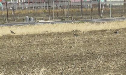 ケリとタゲリが仲良く餌探し