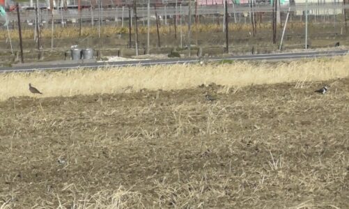 ケリとタゲリが仲良く餌探し