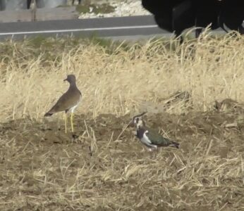 ケリとタゲリが仲良く餌探し