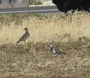 ケリとタゲリが仲良く餌探し