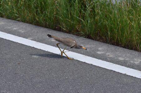 車を威嚇するタゲリ