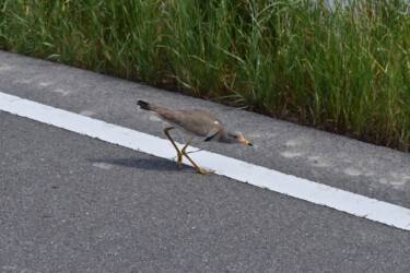 車を威嚇するタゲリ