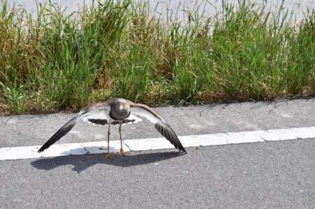 車を威嚇するタゲリ