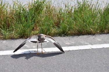 車を威嚇するタゲリ