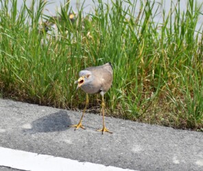 車を威嚇するタゲリ