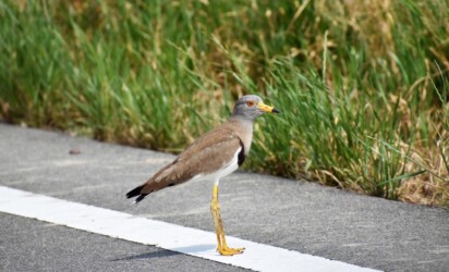 車を威嚇するタゲリ