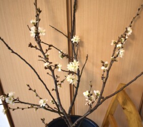 早めに咲かせたサクラ