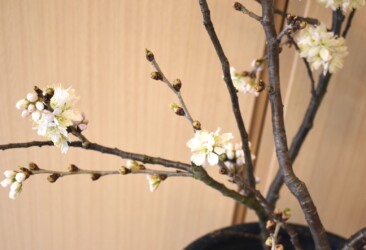 早めに咲かせたサクラ