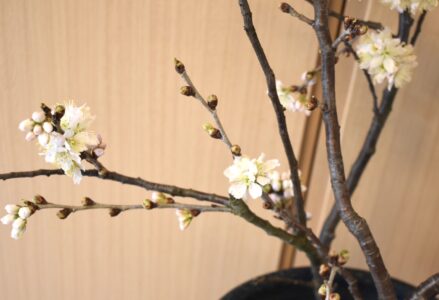 早めに咲かせたサクラ