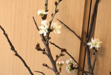 早めに咲かせたサクラ