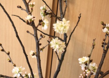 早めに咲かせたサクラ