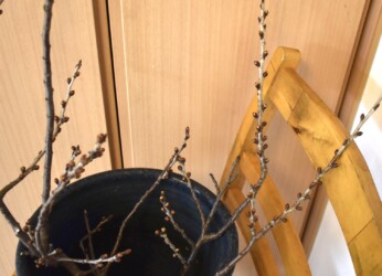 野外の普通のサクラの状態