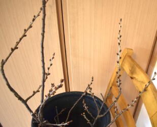 野外の普通のサクラの状態