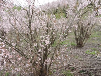 ケイオウザクラ