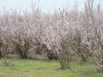ケイオウザクラ
