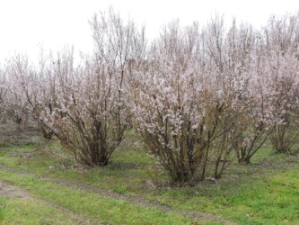 ケイオウザクラ